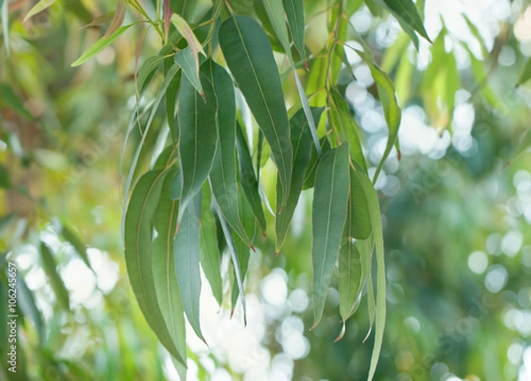 Obraz Eucalyptus tree leaves
