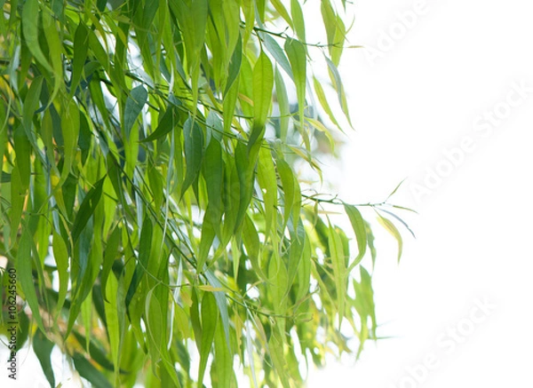 Obraz Eucalyptus tree leaves, isolated on white background