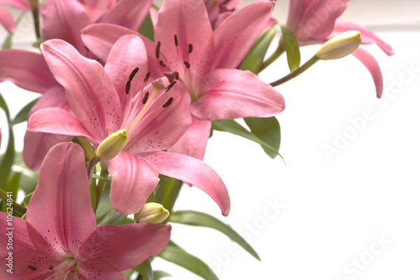 Obraz Pink lillies copy space on the right
