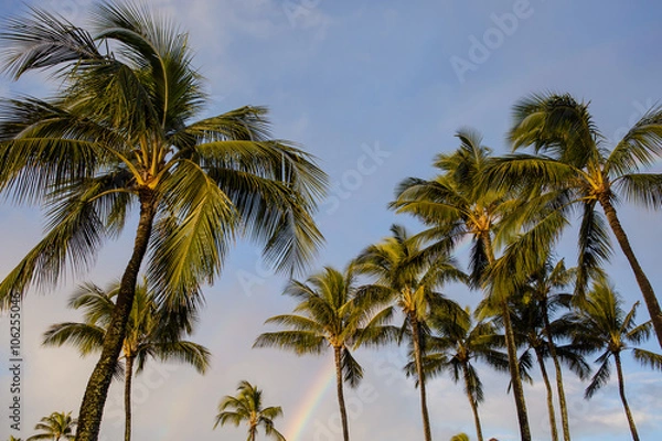 Fototapeta Palm trees with rainbow