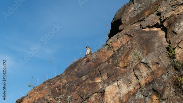 Obraz  wild monkeys sitting on a stone