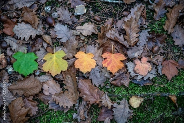Obraz feuilles en couleur