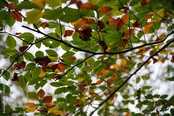 Fototapeta Dans les branches