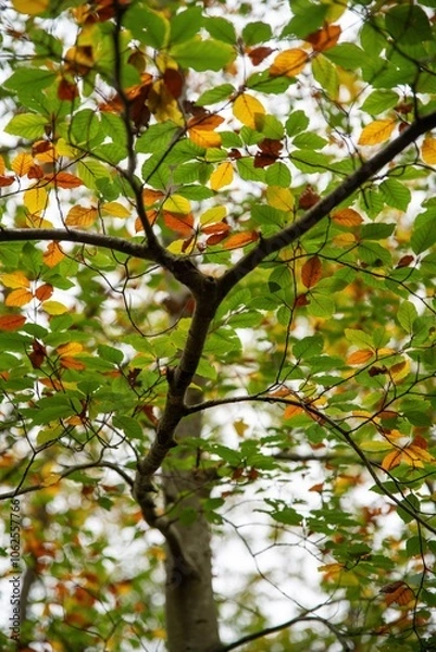 Obraz Automne en couleur