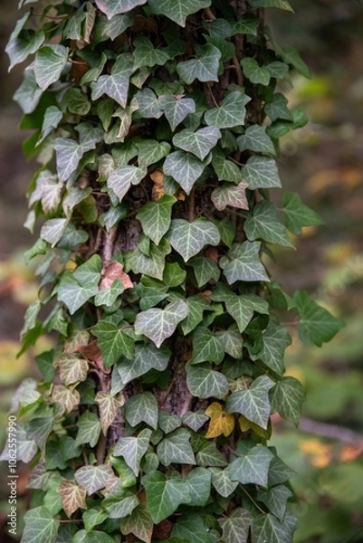 Fototapeta Vert agréable