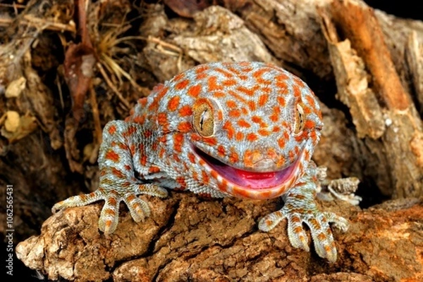 Obraz Tokay Gecko (Gecko gecko) in a natural setting.
