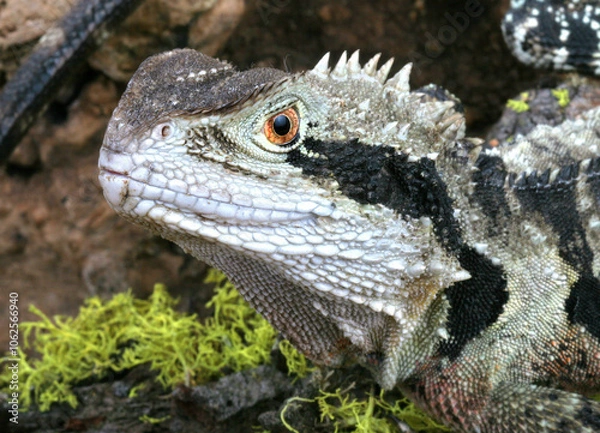 Obraz Australian Water Dragon (Physignathus lesueurrii).