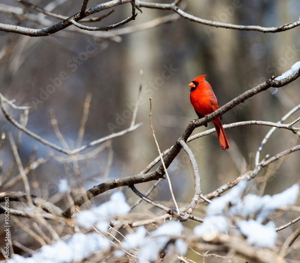 Fototapeta Red Cardinal deep in a forest in the Quebec winter.