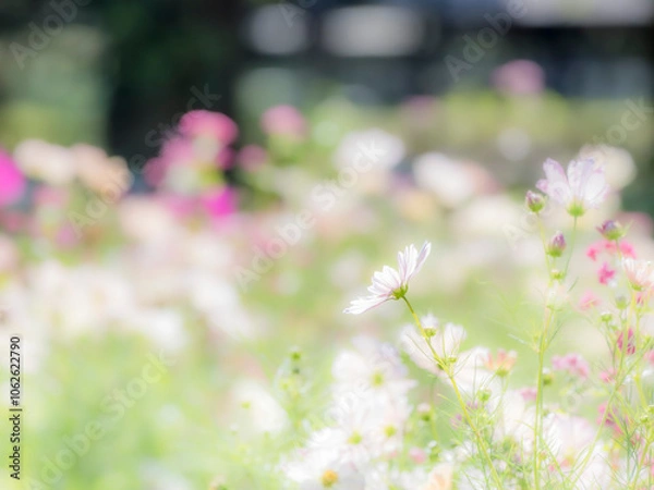 Fototapeta 秋の公園や花壇を彩るコスモスのある風景。背景。自然風景素材。