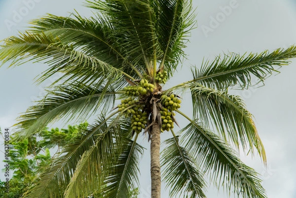 Fototapeta Close-up of a coconut tree in a village that has dozens of coconuts ready to be harvested. Coconut tree with green leaves and coconuts in groups