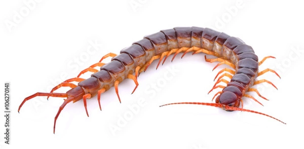 Obraz centipede on white background