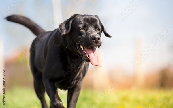 Obraz Black labrador running