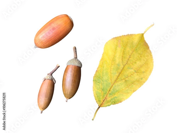 Obraz どんぐりと黄色い葉