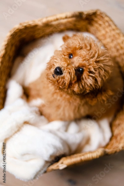 Fototapeta Brown puppy sitting in a straw basket with a cozy blanket and looks up