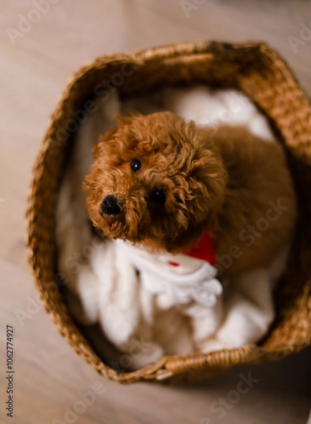 Fototapeta Brown puppy sitting in a straw basket with a cozy blanket and looks up