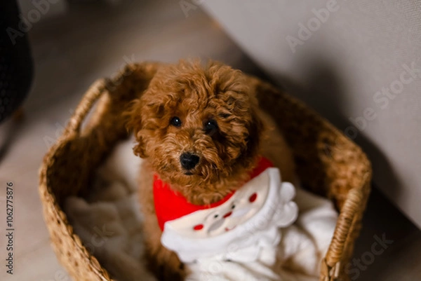 Fototapeta Brown puppy sitting in a straw basket with a cozy blanket and looks up