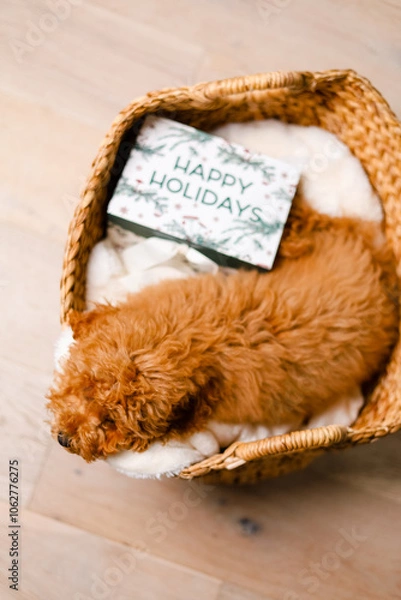 Fototapeta Brown puppy laying in a straw basket with a cozy blanket with gift box.Top view.