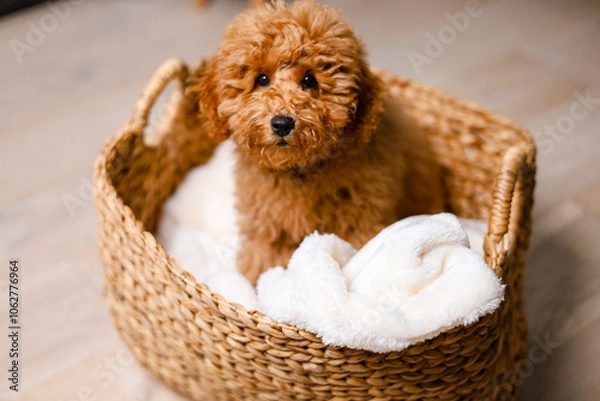 Fototapeta Brown puppy sitting in a straw basket with a cozy blanket and looks up