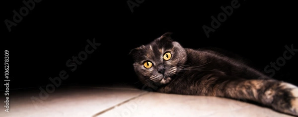 Obraz Cat Scottish fold with black background