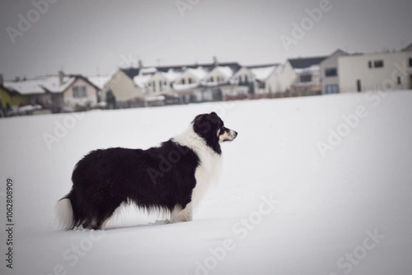 Fototapeta Border collie is standing in the snow. Winter fun in the snow.	