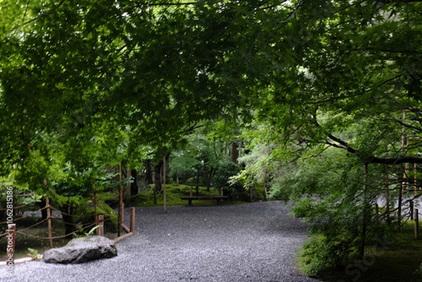 Obraz trees in the park
