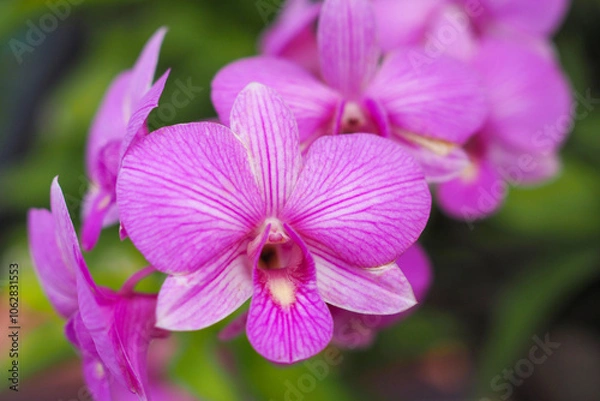 Fototapeta Beautiful pink orchid flower in garden with bokeh blurred background