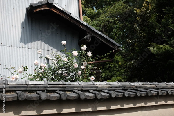 Obraz Roses on the Roof