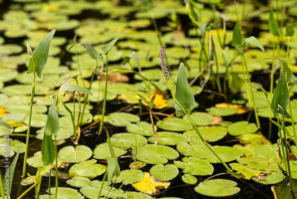 Fototapeta Close up of lily pads on water