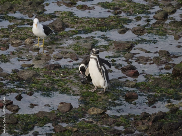 Fototapeta  Magellanic penguin (Spheniscus magellanicus)