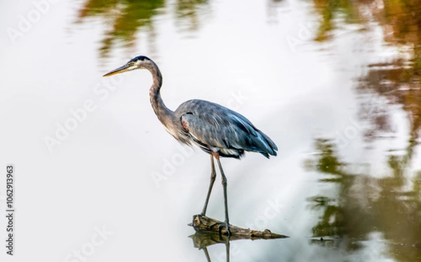 Obraz Close-up of a Great Blue Heron standing magestically in a lake with Autumn color reflections