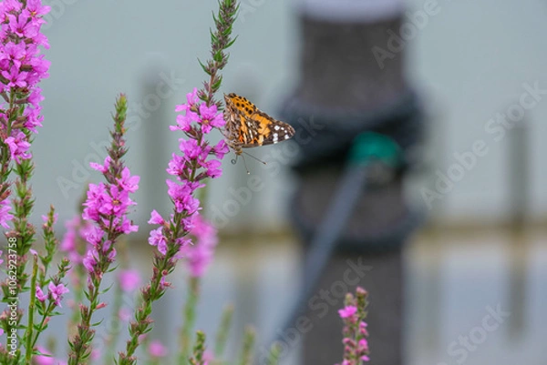 Fototapeta お気に入りのエゾミソハギの蜜を吸うヒメアカタテハ