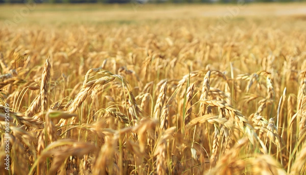 Obraz golden wheat field, generative ai	