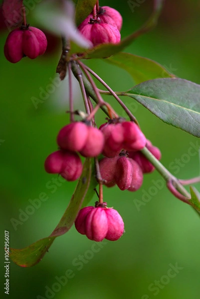 Fototapeta Closeup of leaves and fruit of Spindle (Euonymus europaeus 'Red Cascade') in a garden in autumn