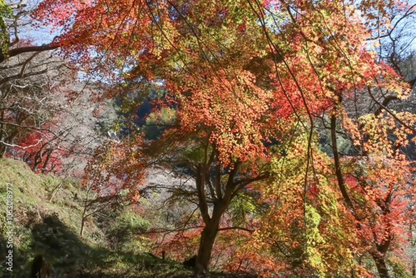 Fototapeta 愛知県豊田市小原の四季桜。川見（せんみ）さくら山。秋に咲く桜、紅葉とのコラボ。
