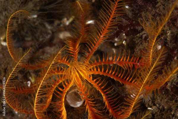 Fototapeta Antedon mediterranea is a species of stalkless crinoid in the family Antedonidae - Mediterranean feather star