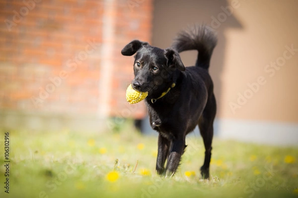 Obraz Adopted Black mixed breed dog playing with ball