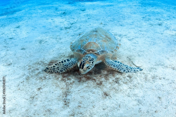 Obraz Tortuga comiendo