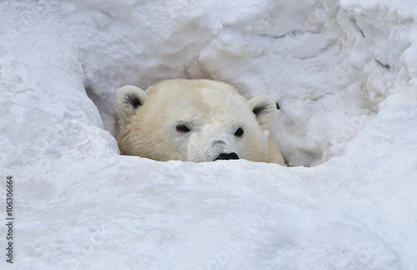 Fototapeta Белый медведь в берлоге.