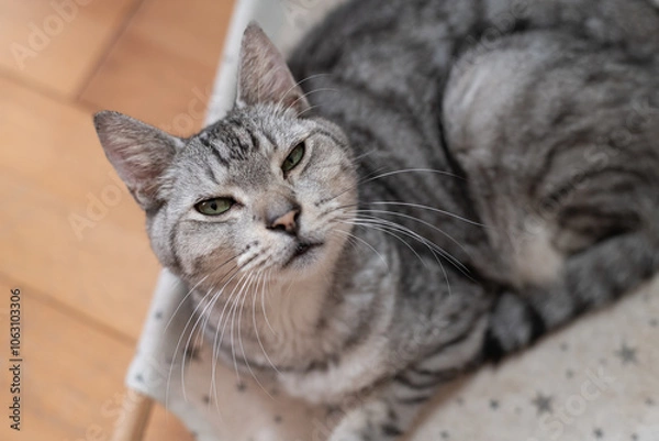 Fototapeta 見上げる可愛い猫　サバトラ猫