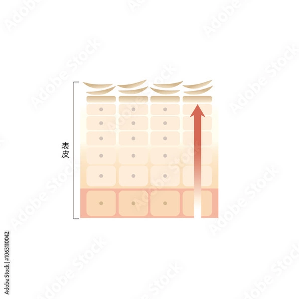 Obraz 図版_肌図版_020_肌のターンオーバー