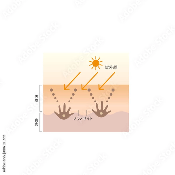 Obraz 図版_肌図版_022_紫外線とシミの関係