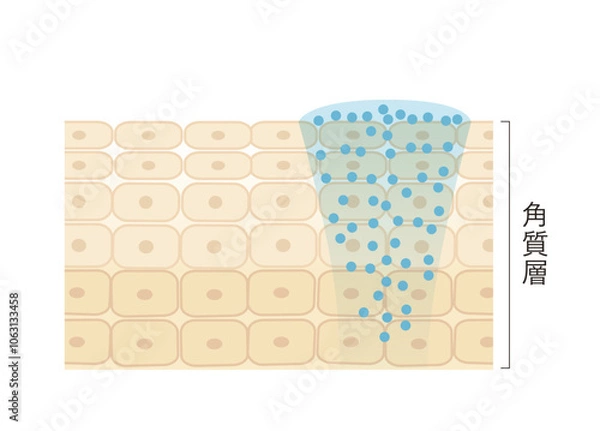 Obraz 図版_肌図版_025_美容液の浸透