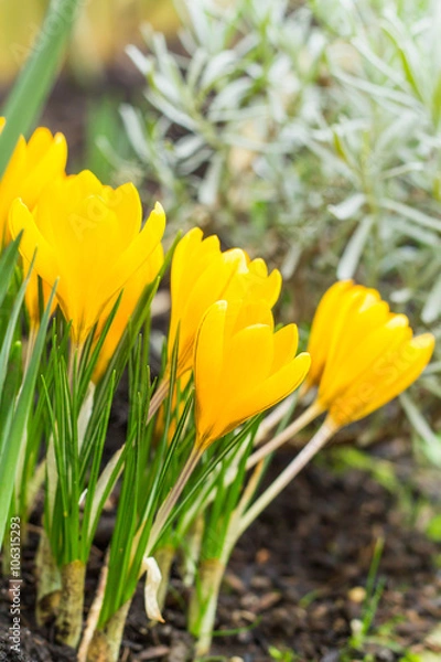 Obraz The first crocus this year