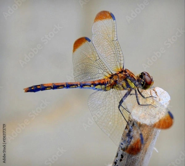 Obraz Dragonfly Sympetrum baccha matutinum female. Yangdong, Gyeongju-si, Gyeongsangbuk-do, South Korea.