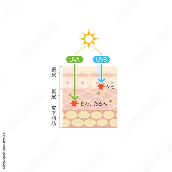 Obraz 図版_肌図版_034_紫外線による皮膚への影響の違い