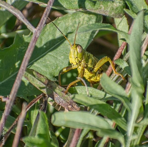 Obraz green grasshopper on a leaf