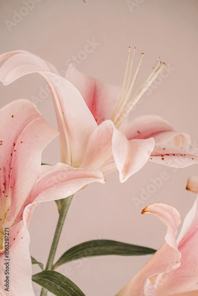 Fototapeta Lush pink lilies on a beige backdrop, with their vibrant petals and intricate details standing out, vertical photo.