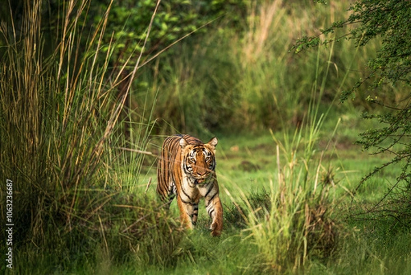 Fototapeta tiger in the wild from the grass, Tadoba