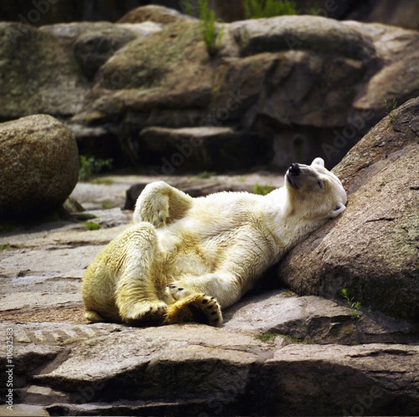 Obraz Lazing Polar Bear