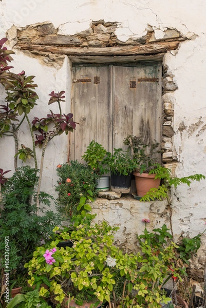 Obraz A weathered wooden window with shutters sits against an old wall, surrounded by lush greenery and colorful flowers, reflecting the beauty of Paros in the Cyclades.